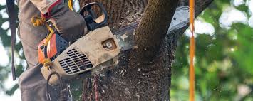 Professional Tree Removal in Layton, UT