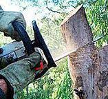 Best Hazardous Tree Removal  in Layton, UT
