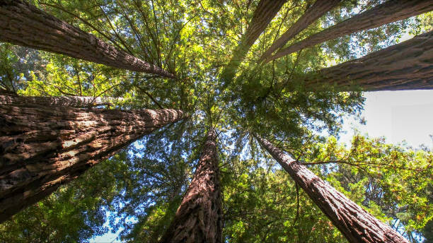 Best Tree Health Inspection  in Layton, UT