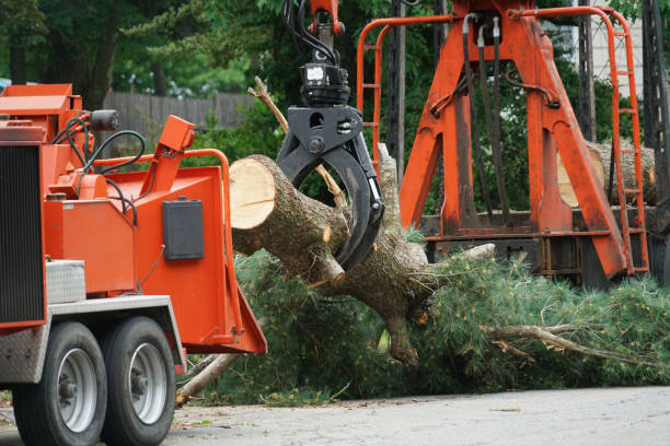 Best Organic Lawn Care Solutions  in Layton, UT